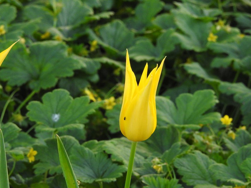 Farbtupfer auf dem Petersberg