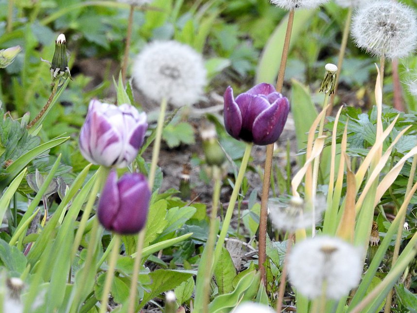 Farbtupfer auf dem Petersberg