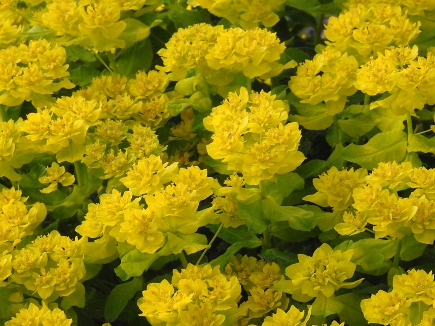 Farbtupfer auf dem Petersberg