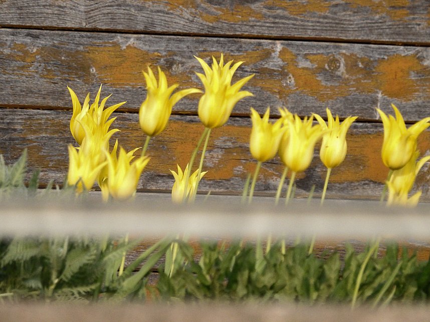Farbtupfer auf dem Petersberg