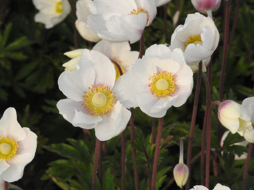 Farbtupfer auf dem Petersberg