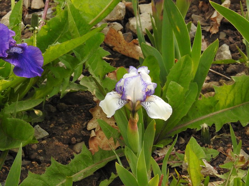 Farbtupfer auf dem Petersberg