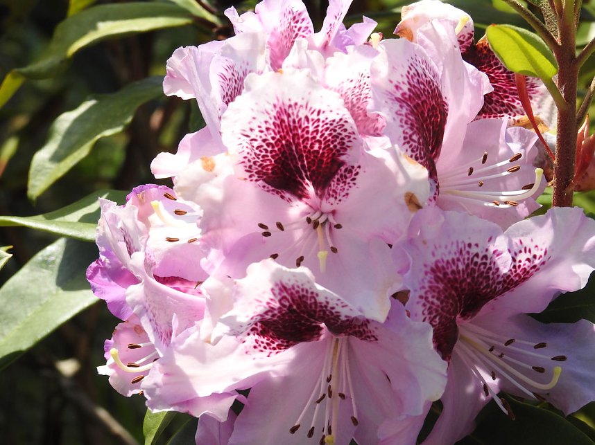 22. Rhododendronfest in S&uuml;lzhayn