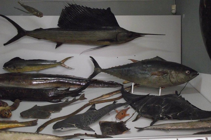 Auf Entdeckungstour in Swinem&uuml;nde