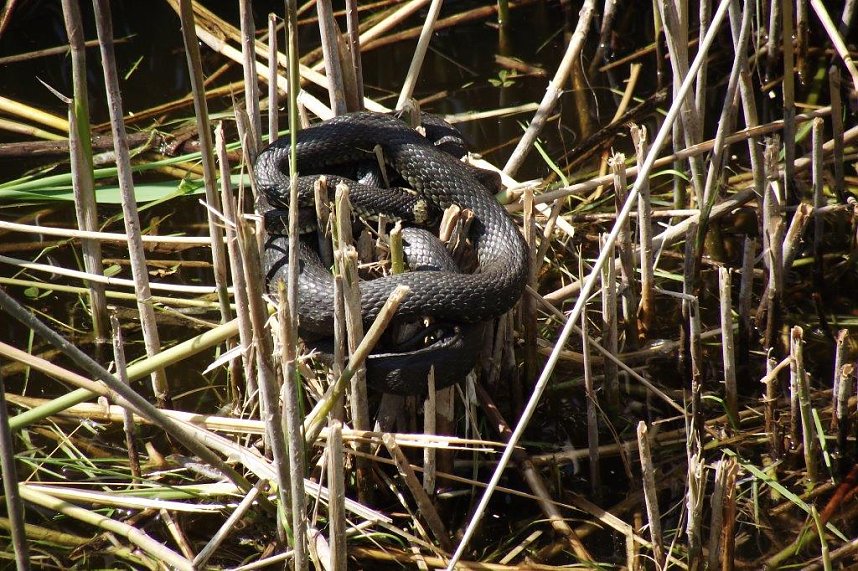 Auf Entdeckungstour in Swinem&uuml;nde
