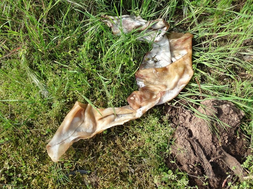 Schlachtabf&auml;lle entsorgt