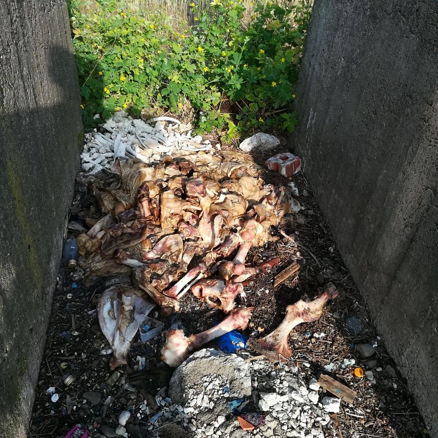 Schlachtabf&auml;lle entsorgt