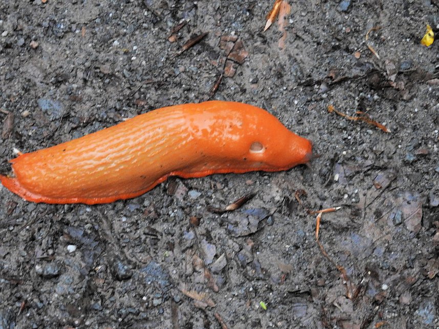 Peter Blei unterwegs im Harz