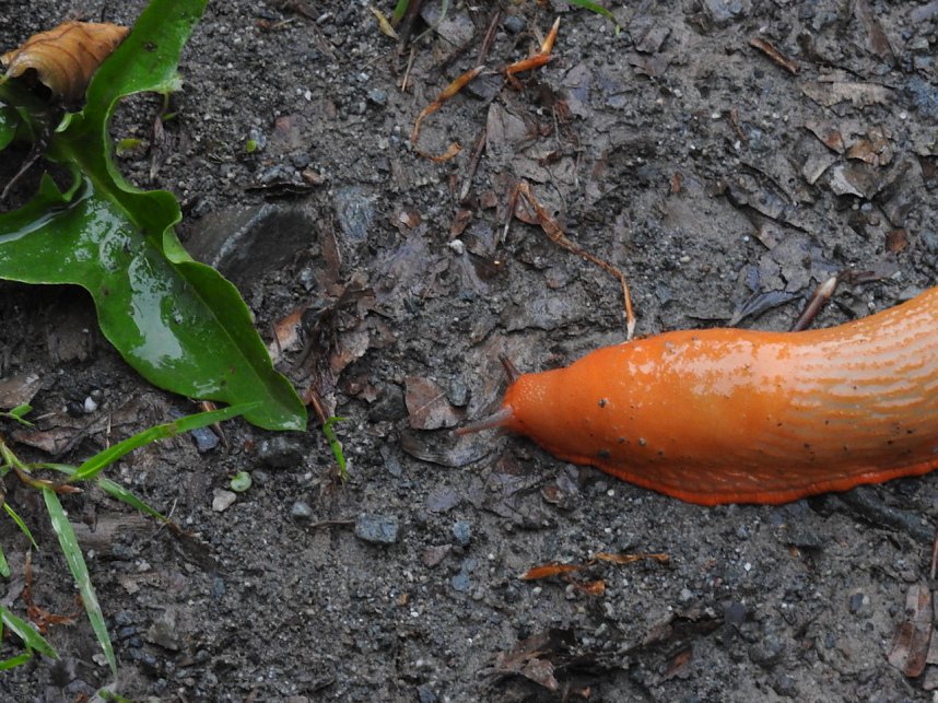 Peter Blei unterwegs im Harz