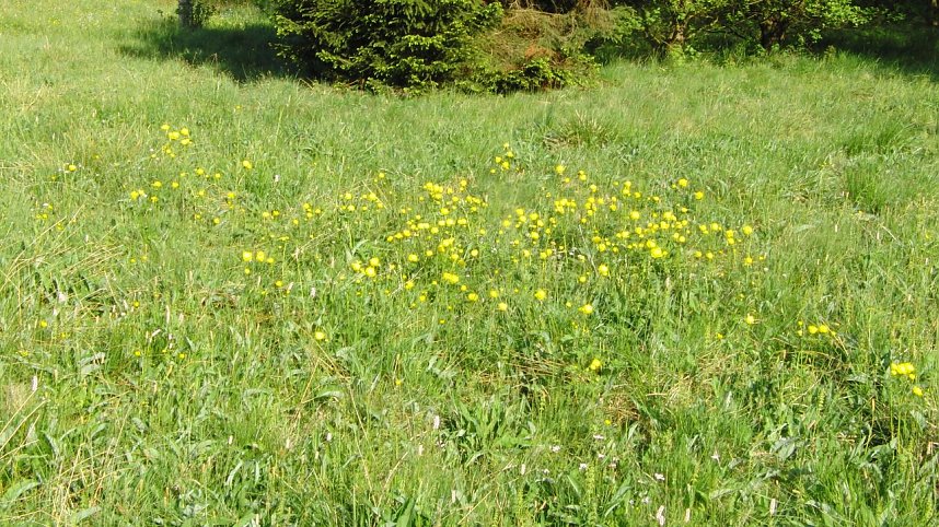 Gesucht wird: Die Trollblume