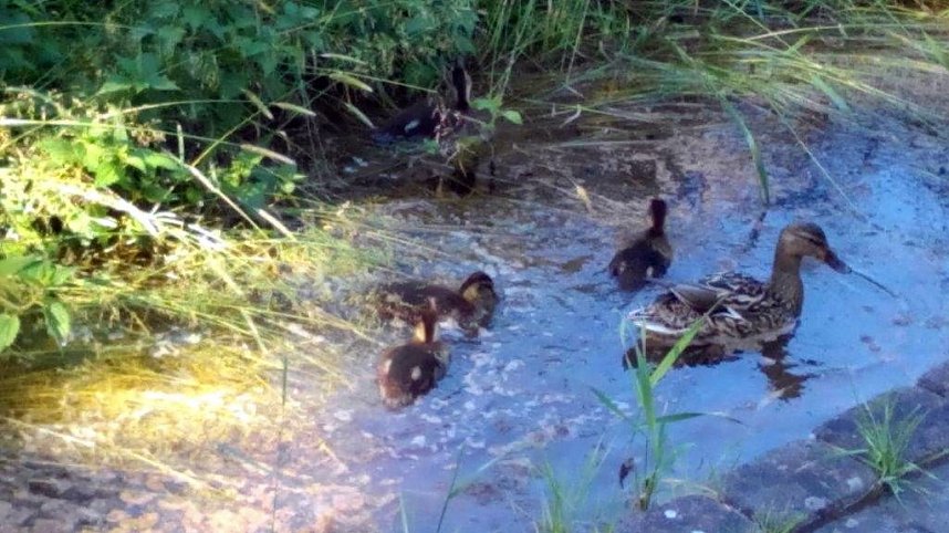 Auch eine Entenmutter mit ihren K&uuml;ken f&uuml;hlt sich hier wohl.