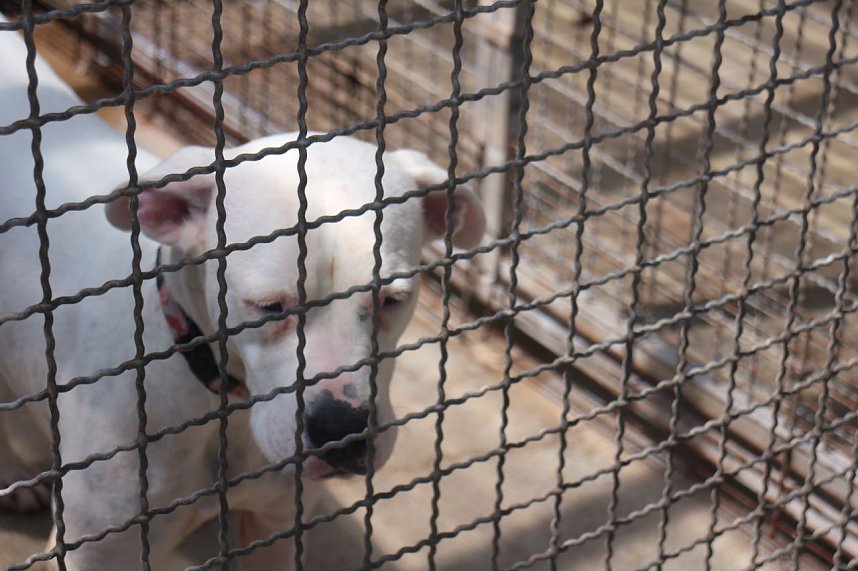 1. Sommerfest im Nordh&auml;user Tierheim