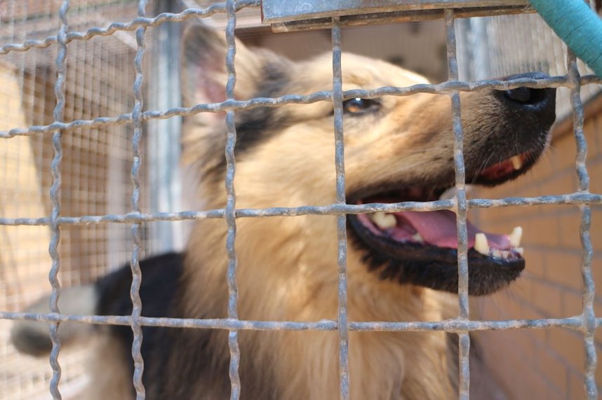 1. Sommerfest im Nordh&auml;user Tierheim