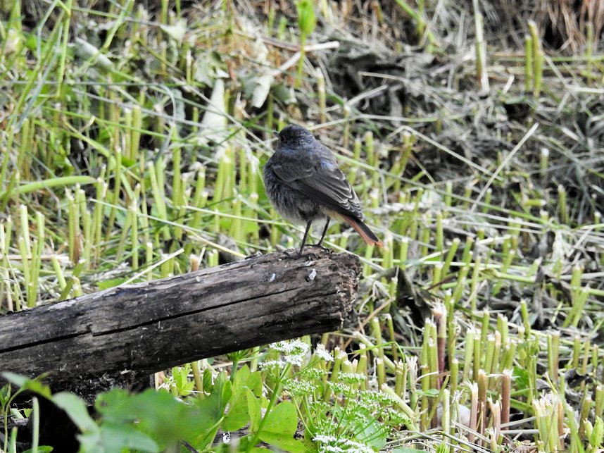 27. Kunstmarkt in Friedrichsrode