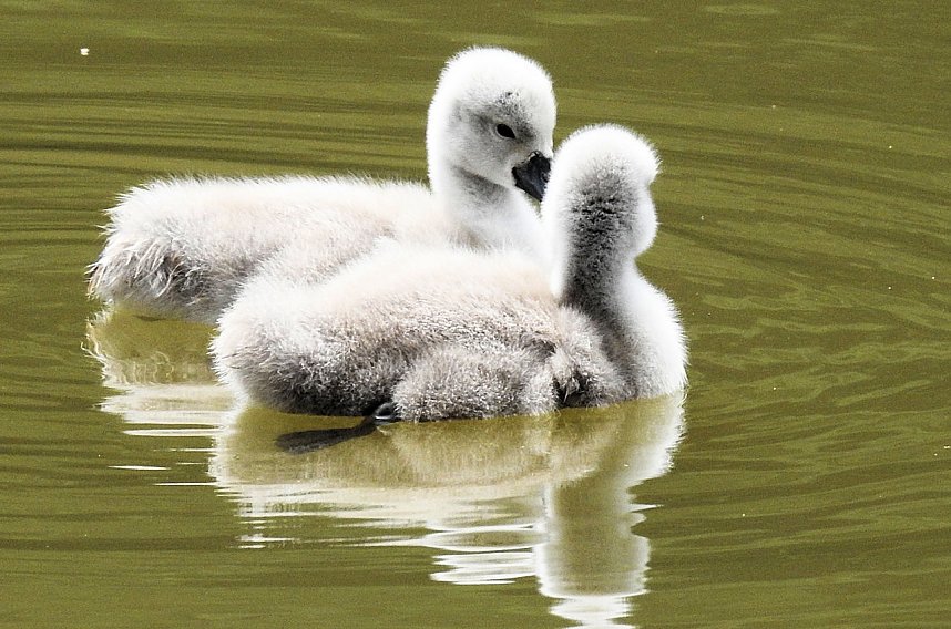 Kleine Sensation am Wiesenteich bei Liebenrode