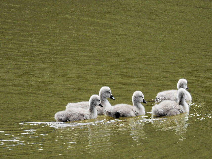 Kleine Sensation am Wiesenteich bei Liebenrode