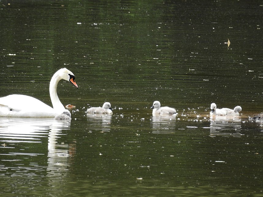 Kleine Sensation am Wiesenteich bei Liebenrode