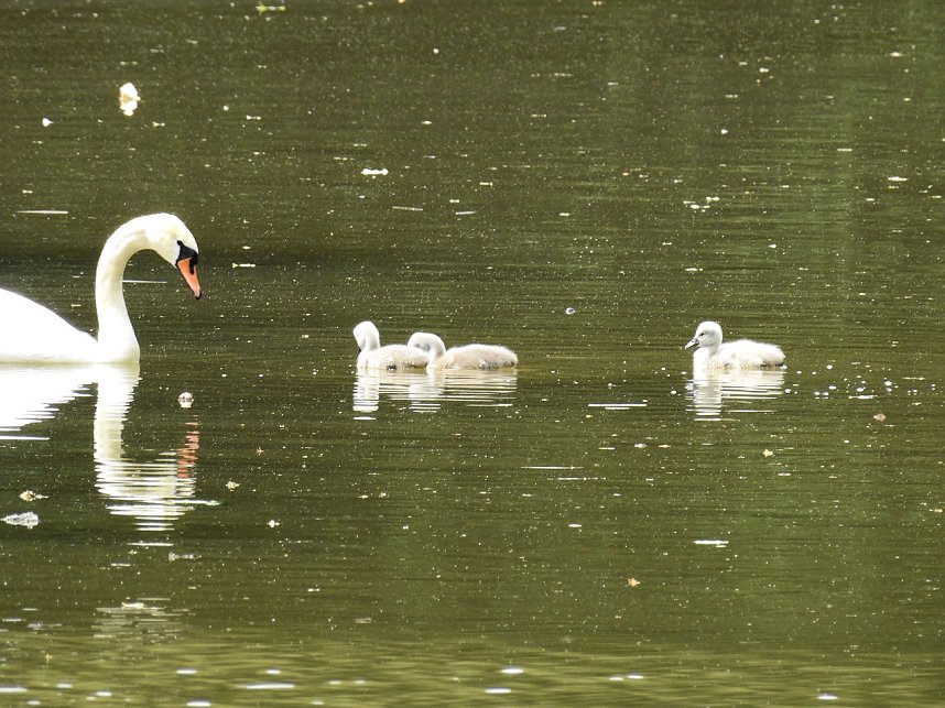 Kleine Sensation am Wiesenteich bei Liebenrode