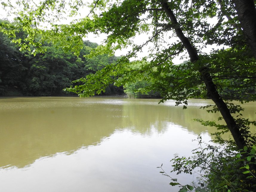 Kleine Sensation am Wiesenteich bei Liebenrode