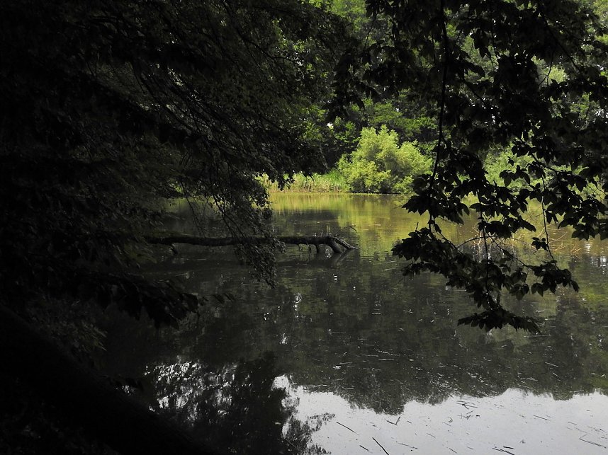 Kleine Sensation am Wiesenteich bei Liebenrode
