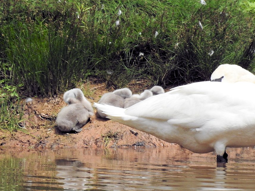 Kleine Sensation am Wiesenteich bei Liebenrode