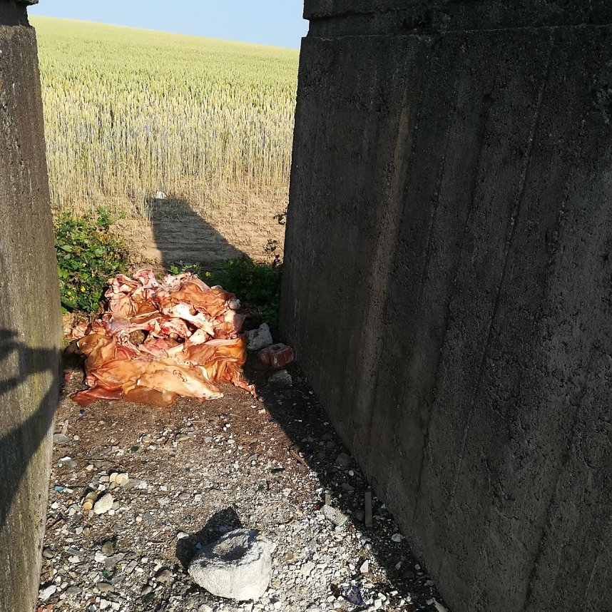 Wieder Schlachtabf&auml;lle entsorgt