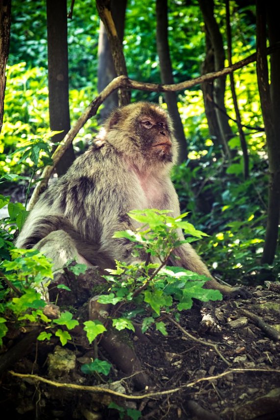 Besuch bei den Affen am Strau&szlig;berg