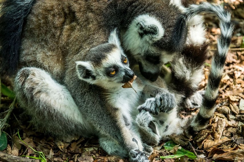 Besuch bei den Affen am Strau&szlig;berg