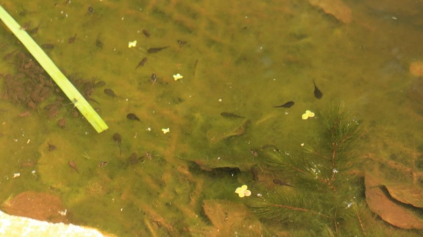 Sonntagswanderung bei Thale