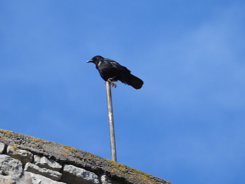 Peter Blei auf der Burg Strau&szlig;berg