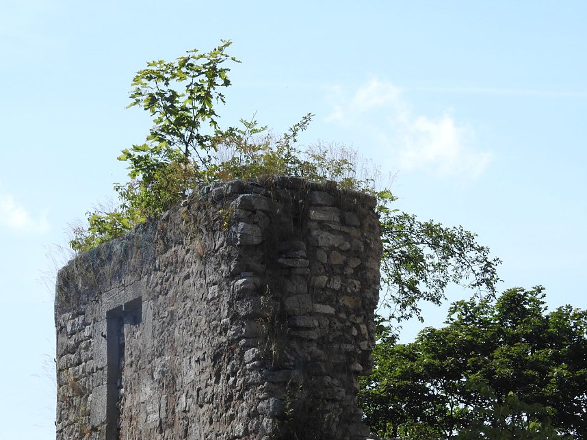 Peter Blei auf der Burg Strau&szlig;berg