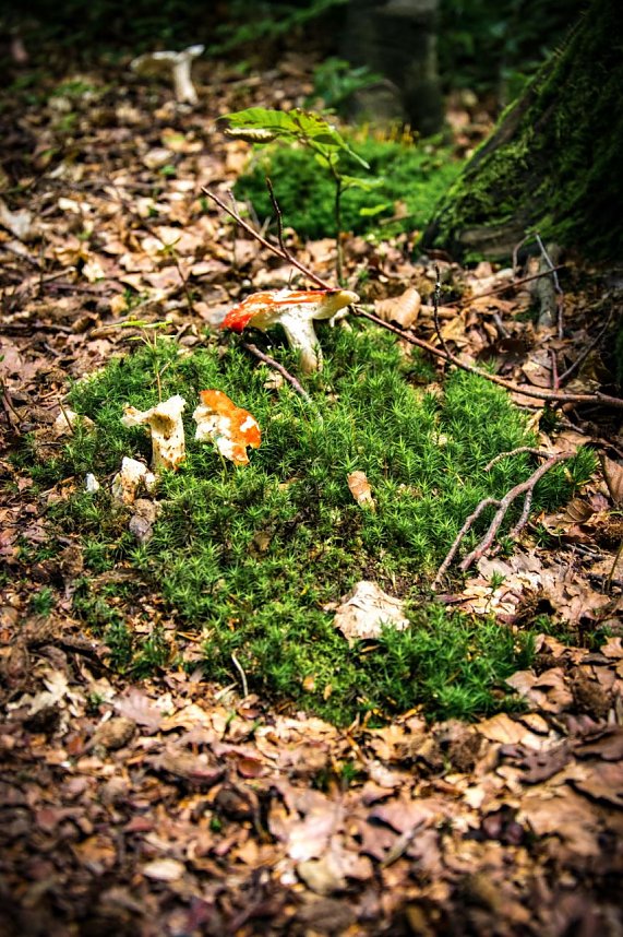 Ausflug zur Burgrunie Hohnstein