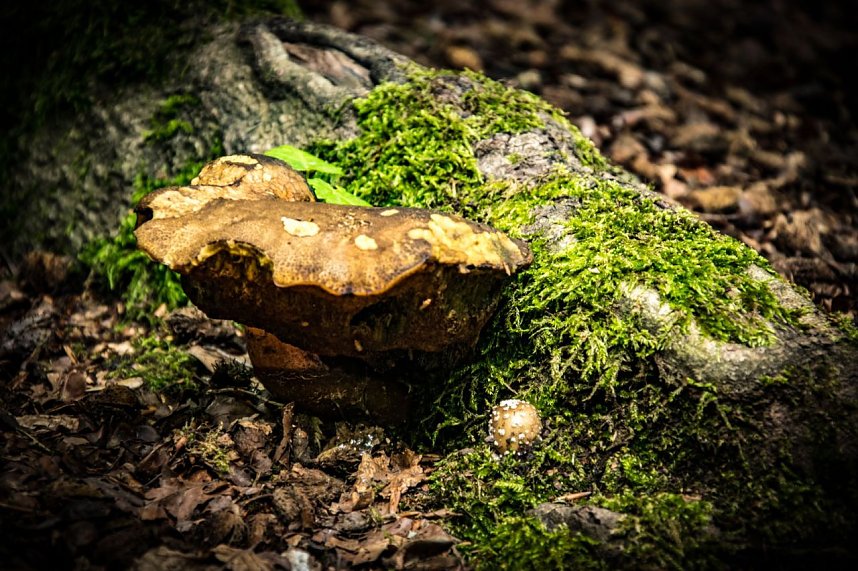 Ausflug zur Burgrunie Hohnstein