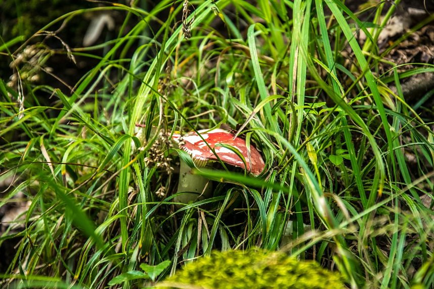 Ausflug zur Burgrunie Hohnstein