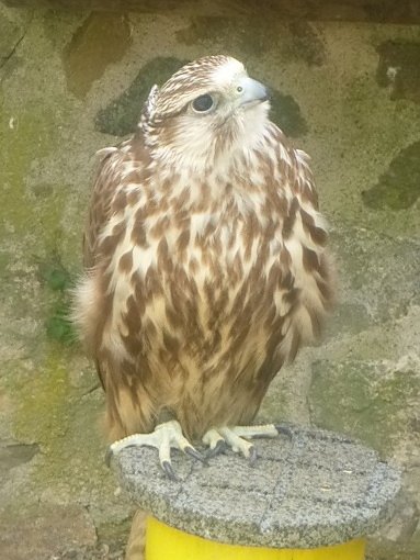 Gelebtes Mittelalter auf Burg Falkenstein