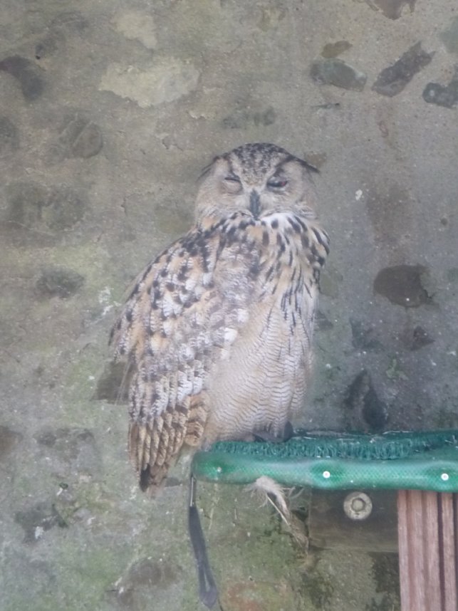 Gelebtes Mittelalter auf Burg Falkenstein