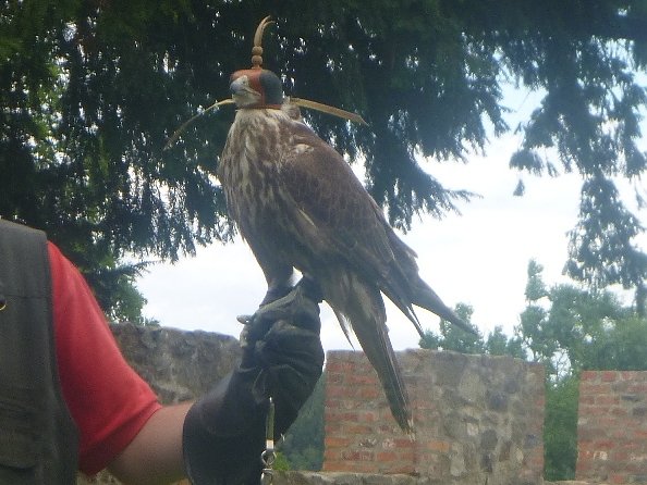 Gelebtes Mittelalter auf Burg Falkenstein