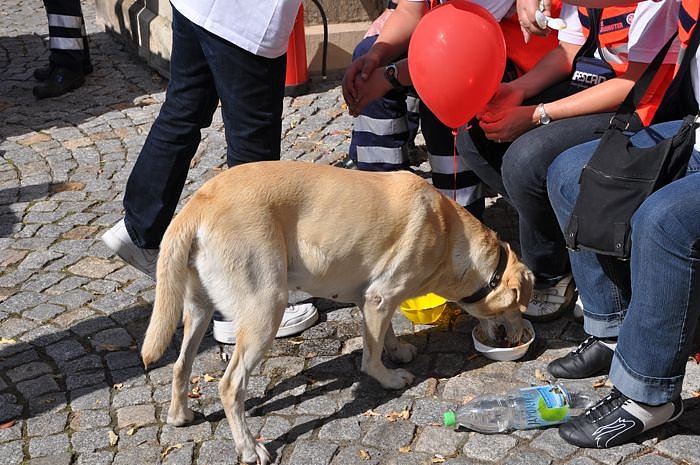 Johanniter-Tag am Rathaus