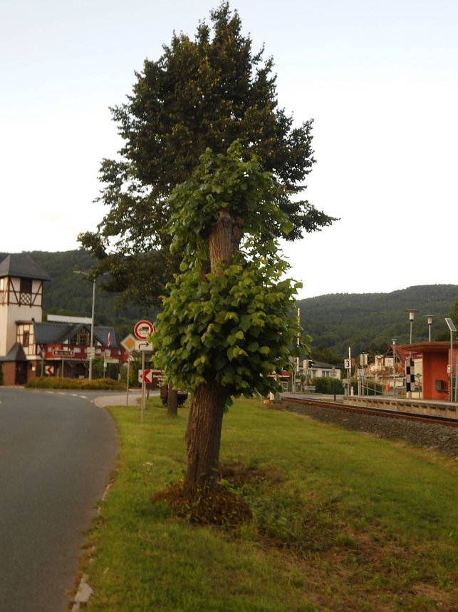 Wie soll k&uuml;nftig die B4 aussehen?