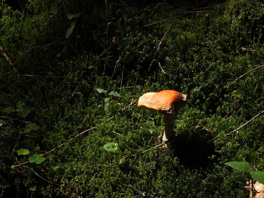 Peter Blei am Josephskreuz