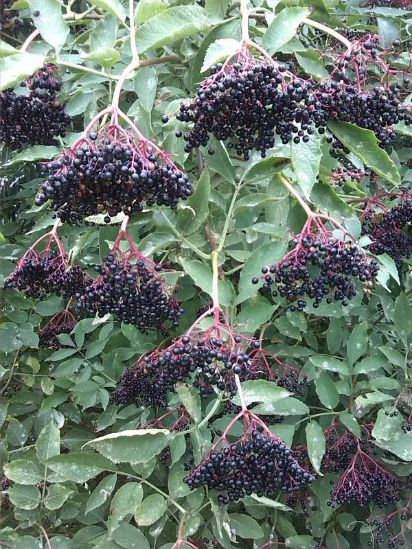 Helme, Zorge und Thyra besser sch&uuml;tzen