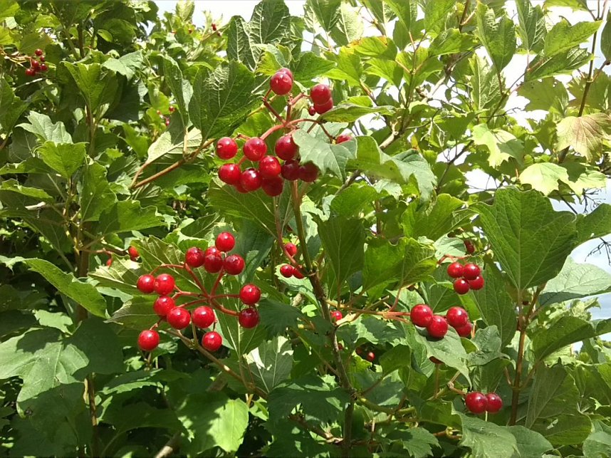 Helme, Zorge und Thyra besser sch&uuml;tzen