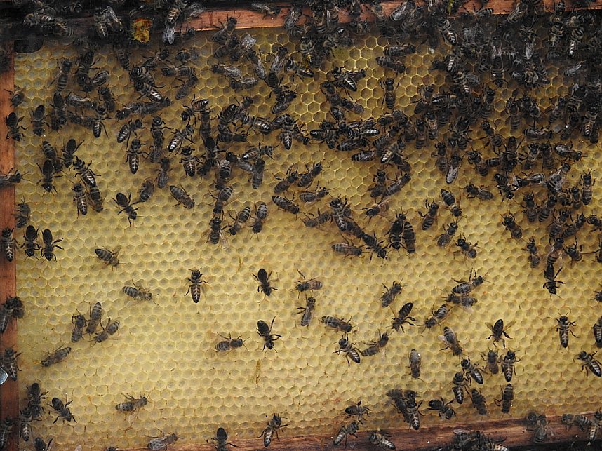 10. Schlepperfest in Herrmannsacker