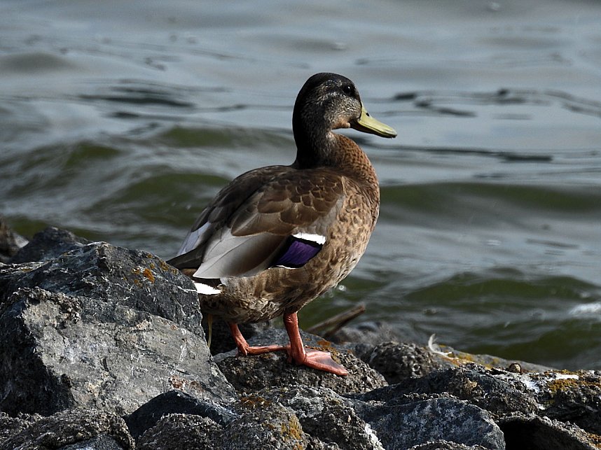 Sommerabend am Stausee Kelbra