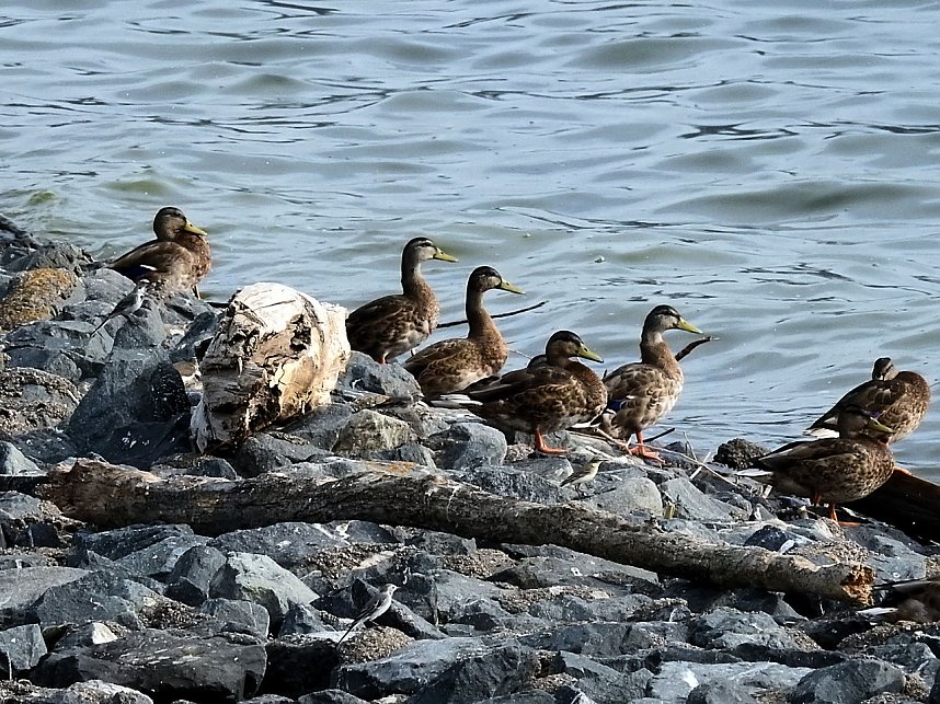 Sommerabend am Stausee Kelbra