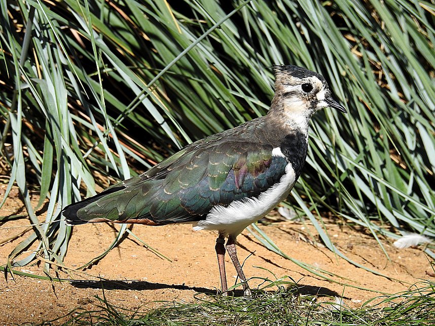 Zu Gast im Tierpark Dessau