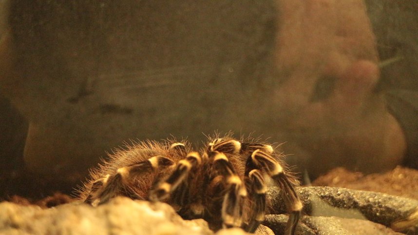 Spinnen- und Insektenschau in Sundhausen