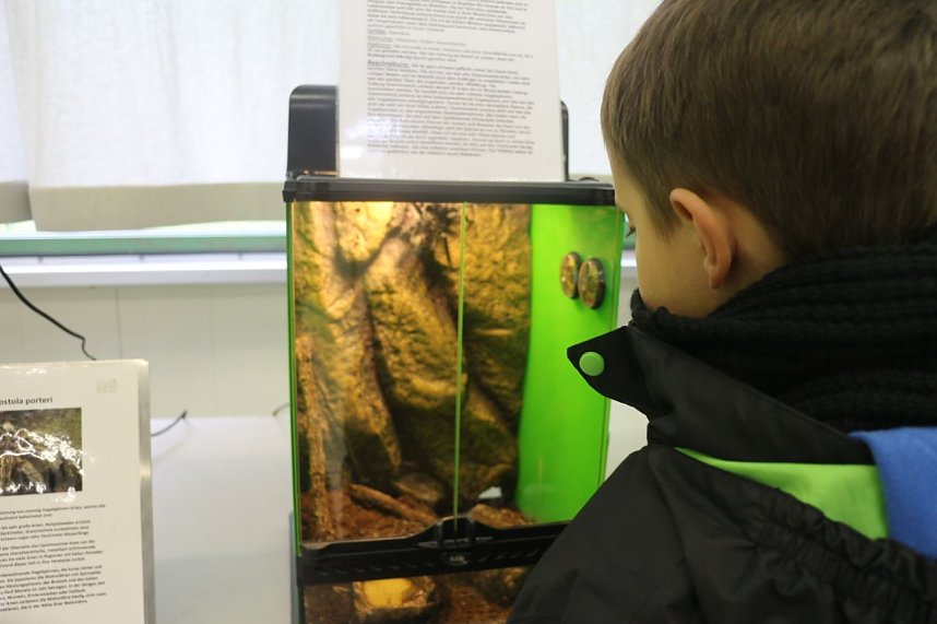 Spinnen- und Insektenschau in Sundhausen