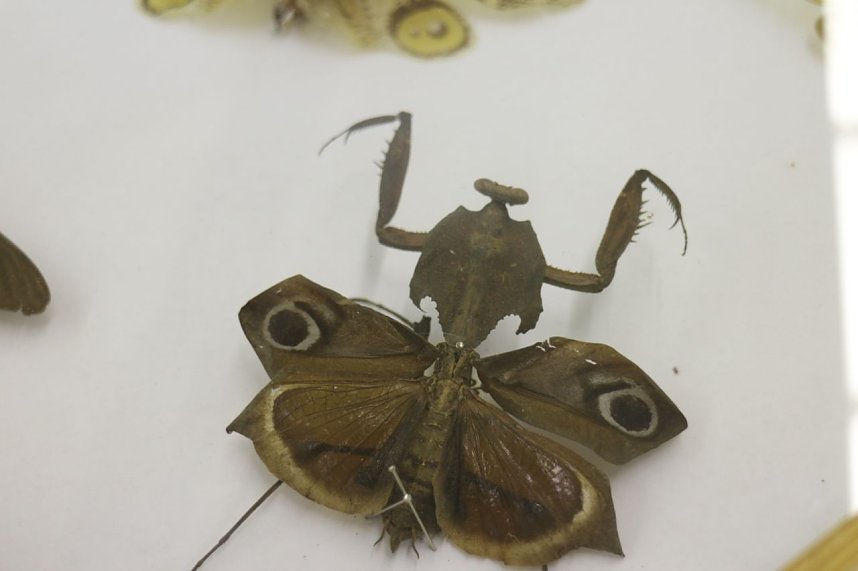 Spinnen- und Insektenschau in Sundhausen