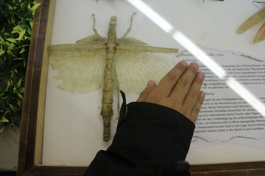 Spinnen- und Insektenschau in Sundhausen